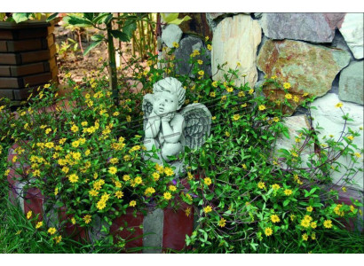 Grafversiering Grafsteen Decoratie Engel Figuur Beeld Sculptuur God Heilig