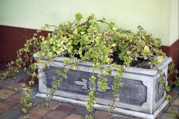 Bloempot Plantenbak Decoratie Natuurlijke Figuur Vaas Tuin Bloempotten
