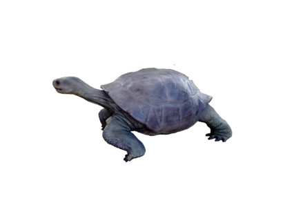 Schildpad figuur decoratie standbeeld sculptuur tuindecoratie figuren 60x140cm nieuw